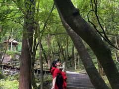 -牛背梁国家森林公园