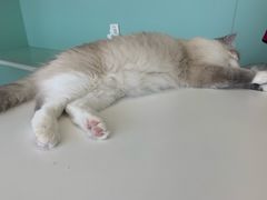 -怪兽屋·羊驼·猫咖·狗咖(俊华广场店)