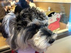 -半岛宠物医院24小时(白果林店)