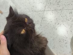 -喵园·猫主题咖啡厅·撸猫·猫咖(国贸店)