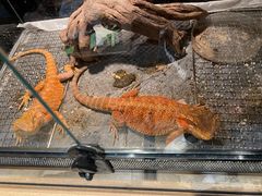 -酷以爬仙阁实体爬宠店·守宫·蜥蜴·专业繁育