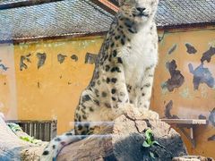 -青藏高原野生动物园