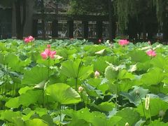 -四川大学(望江校区)