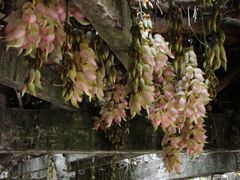 禾雀花-大雁山风景区