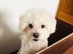 -PETKIT小佩宠物(古北店)