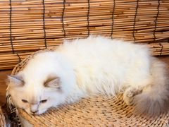 -楼上猫咖(罗湖店)