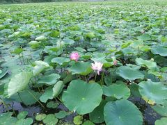 -天津东丽湖风景区