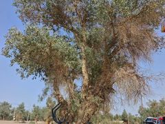 -天山神秘大峡谷