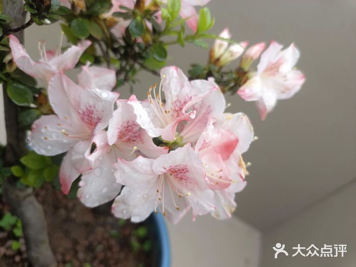 琴亭湖公园图片