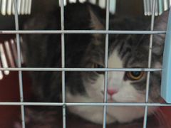 -伟伟宠物医院·CT影像中心·瑞派犬猫综合性门诊(汉口总院)