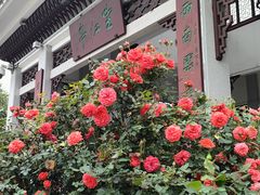 -橘子洲景区