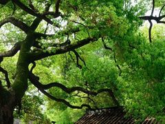 -西园戒幢律寺