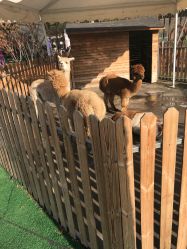 -萌宠亲子动物乐园(槐房万达店)