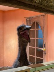 -Zoolung Zoolung动物主题公园(海信广场店)