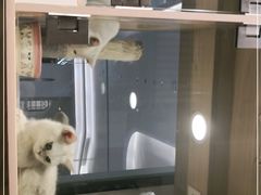 -屋虎猫馆(宝安大仟里店)