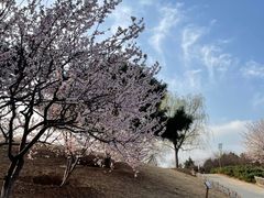 -北京西山国家森林公园