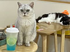 -李小姐の猫咖啡馆(五角场店)