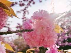 -高东镇樱花园
