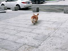 -宠颐生动物医院·心脏科·保险定点(锦阳分院)