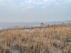 -上海吴淞炮台湾国家湿地公园