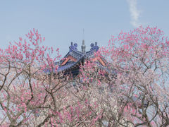 -梅花山(明孝陵内)