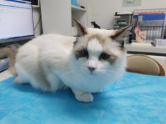 -达爱动物医院·犬猫分区·CT·复杂眼科(远洋山水分院)