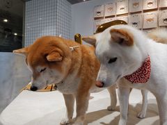 -柴务处·柴犬主题狗咖