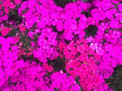 -松山湖梦幻百花洲