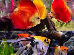 -上海海洋水族馆