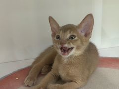 -青奢宠物·青奢猫舍