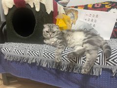 -纳吉亚猫专科动物诊疗中心(蒋宅口分院)