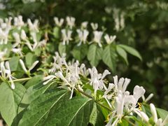 -黑龙江省森林植物园