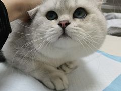 -全心全意连锁动物医院·微创中心·内科急重症·心脏专科(丰管路店)