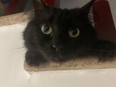 -宠福鑫康馨动物医院·骨科·眼科