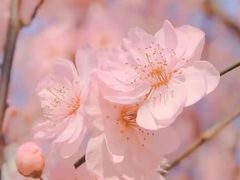 -桃花岭景区