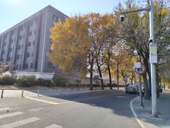 -三里屯东五街银杏大道
