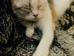 -猫色咖啡·猫咖