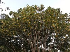 -食膳公园包子铺(烈士公园店)