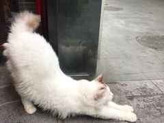 -蒋六十八梯眼镜面(狮子坪店)