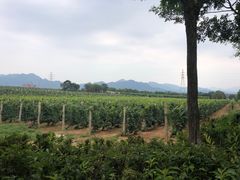 -北京张裕爱斐堡酒庄