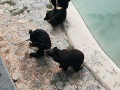 黑熊-辛玛王国游乐园