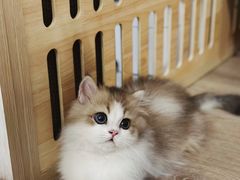 -momokira米努特·德文卷毛猫·棉花面纱犬