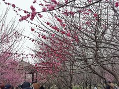 -南湖湿地公园