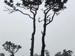 -霍顿平原国家公园