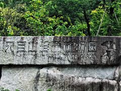 -天目山大树王景区