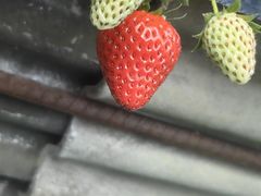 -大自然农场蔬菜草莓采摘园