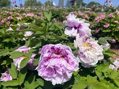 -洛阳市隋唐城遗址植物园