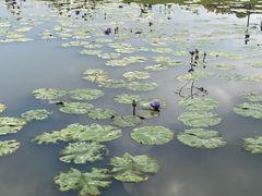 -径山花海