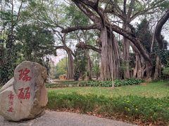 -瑞丽独树成林风景区