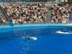 -海合安成都极地海洋公园